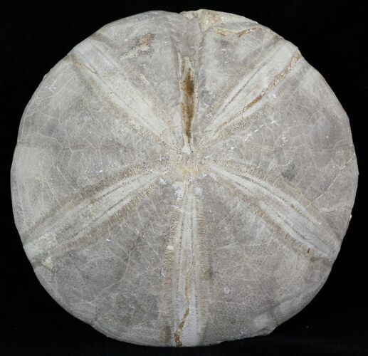Jurassic Sea Urchin (Clypeus plotti) - England #30707